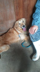 83996552_523370701863268_8562221195263475712_n