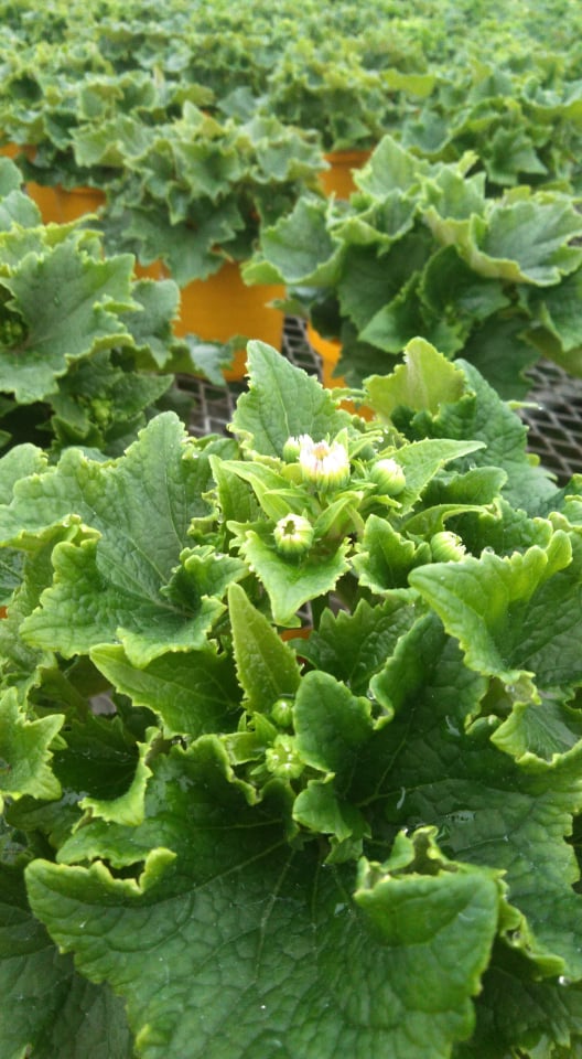 サイネリアよ咲かないでーーー！！