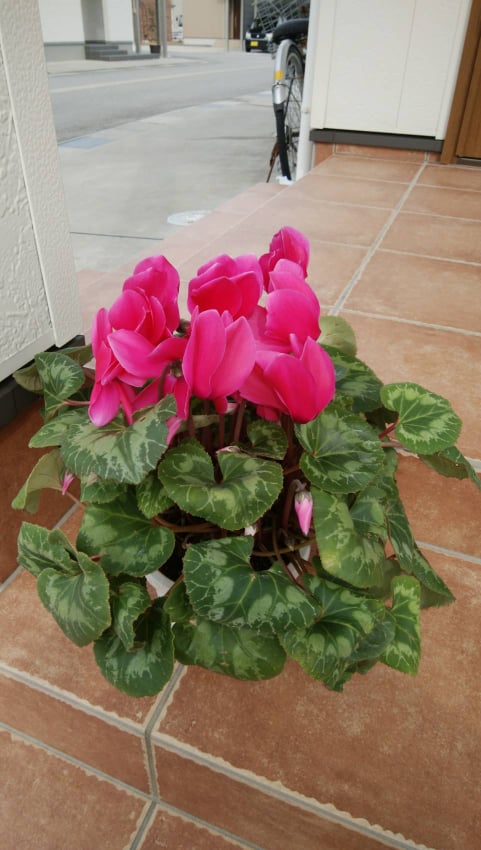 去年のシクラメン🌸