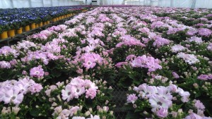 87181347_2799945910083457_6577017088336986112_o