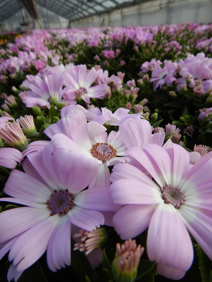 サイネリア最盛期🌸