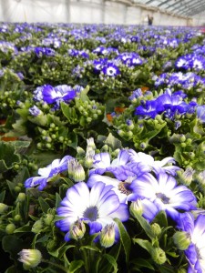 89354889_2797928410285207_304085084716138496_o