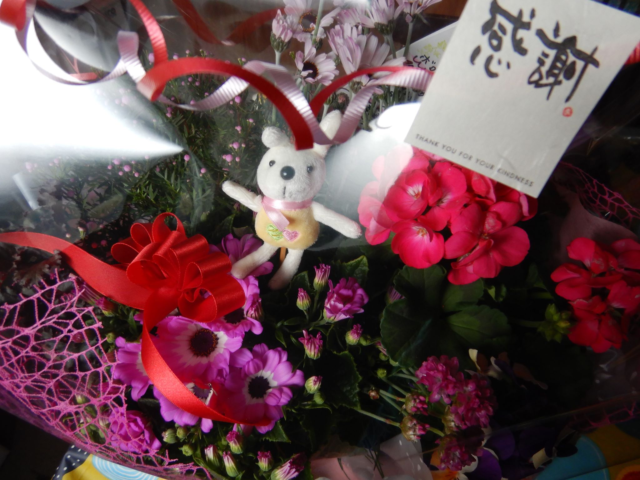 最近のフラワーンダフル🌸