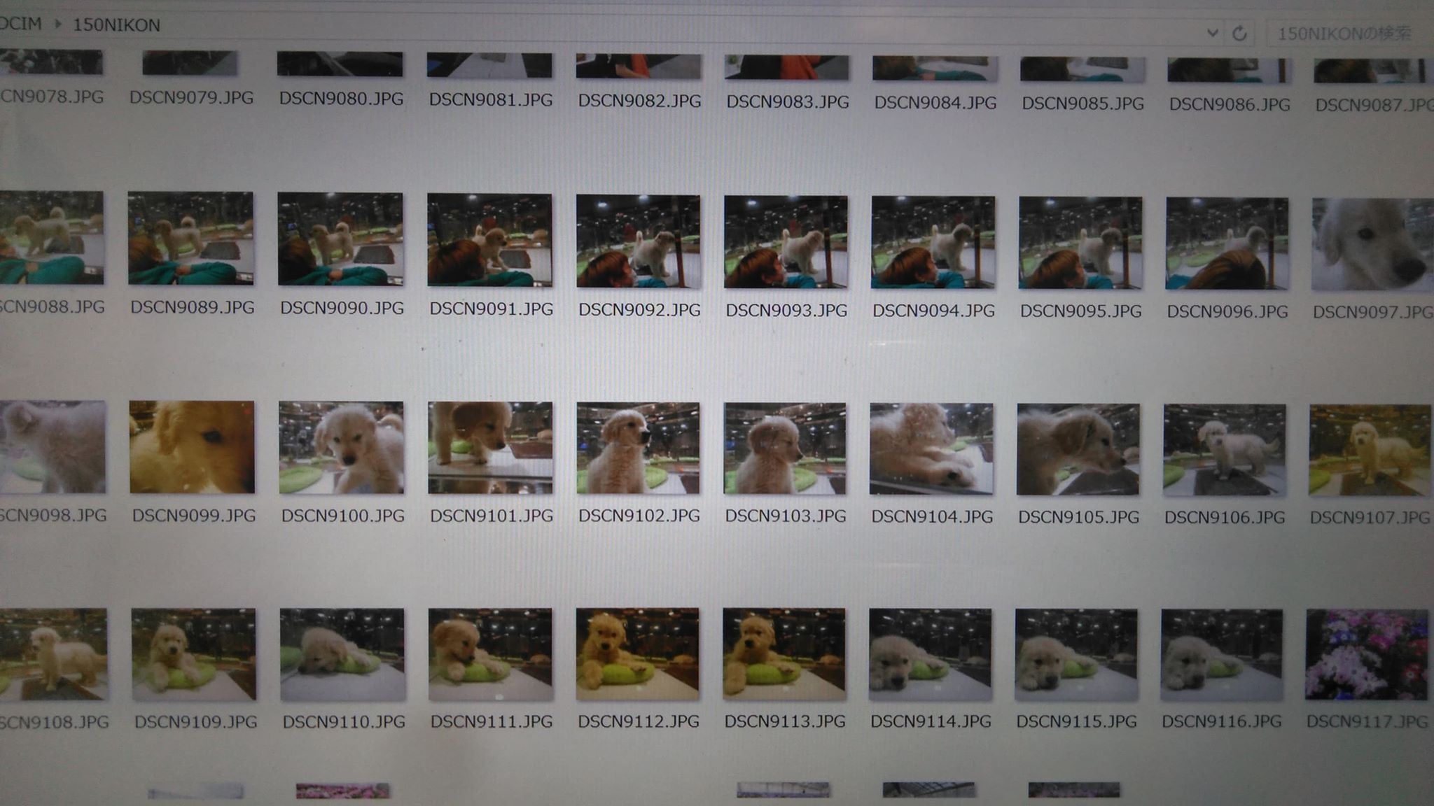 目に毒と分かっていながら・・・