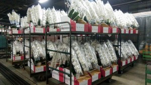 90815462_2842995112445203_8528674257981407232_n