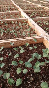 53926353_274482256776462_78531900754362368_n