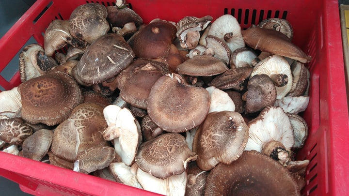 シイタケ祭り♪