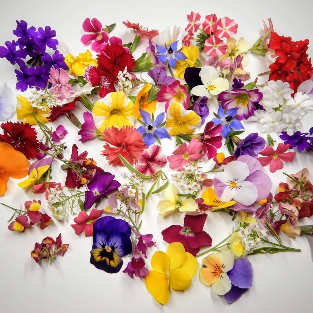 エディブルフラワー「美食花」の内容