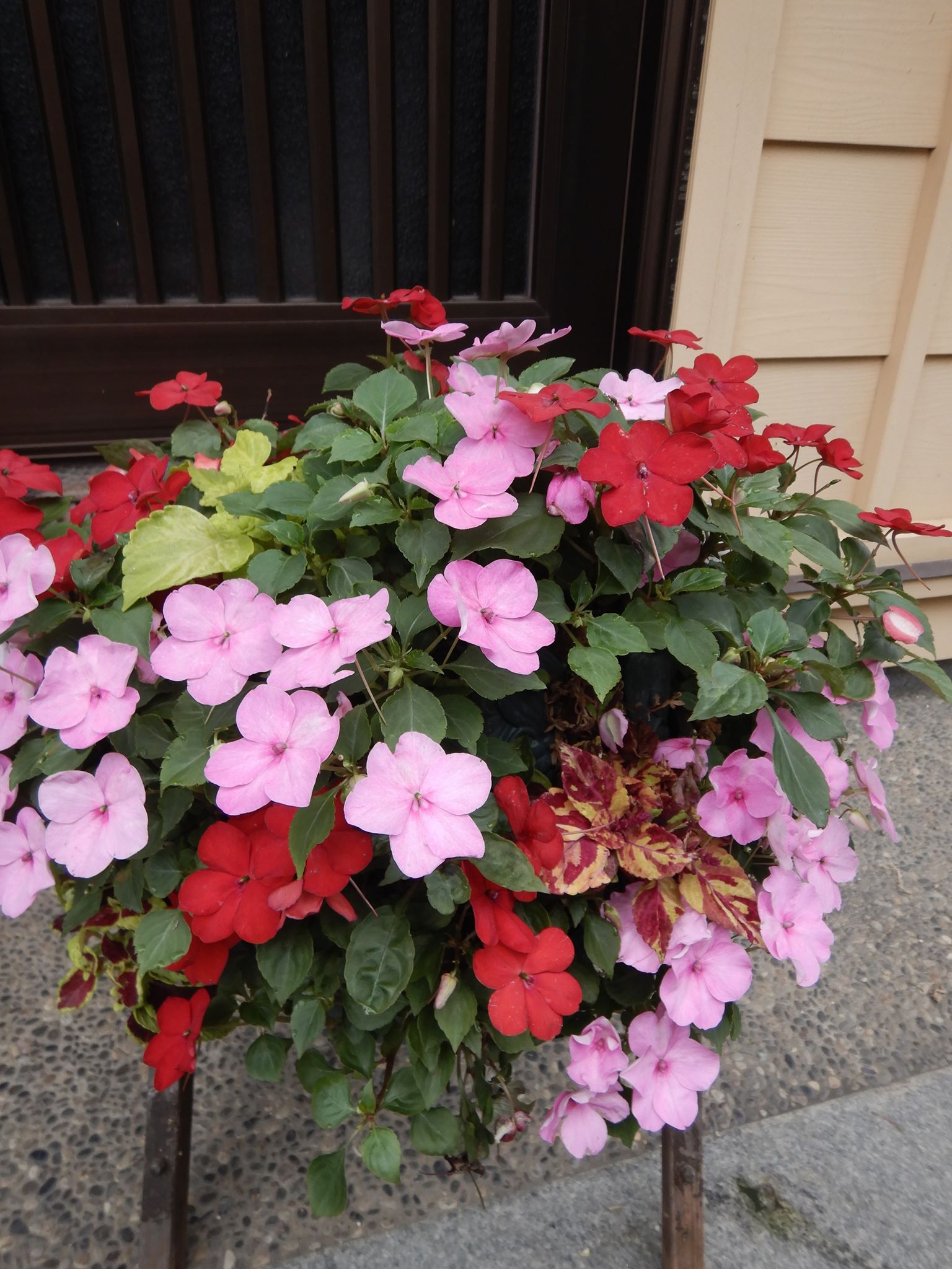 我が家の庭の花🌸