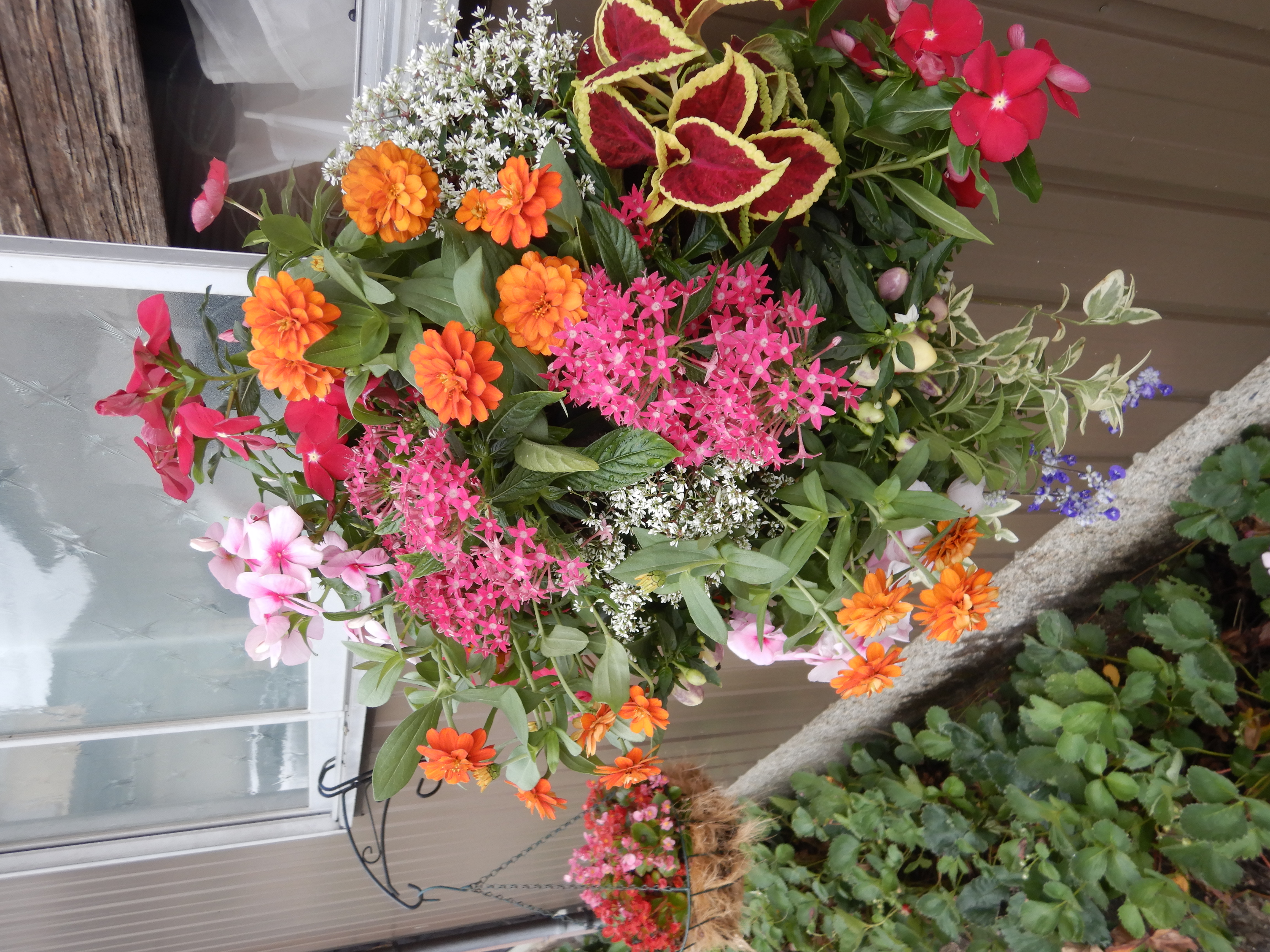 もうすぐ嫁入りです🌸