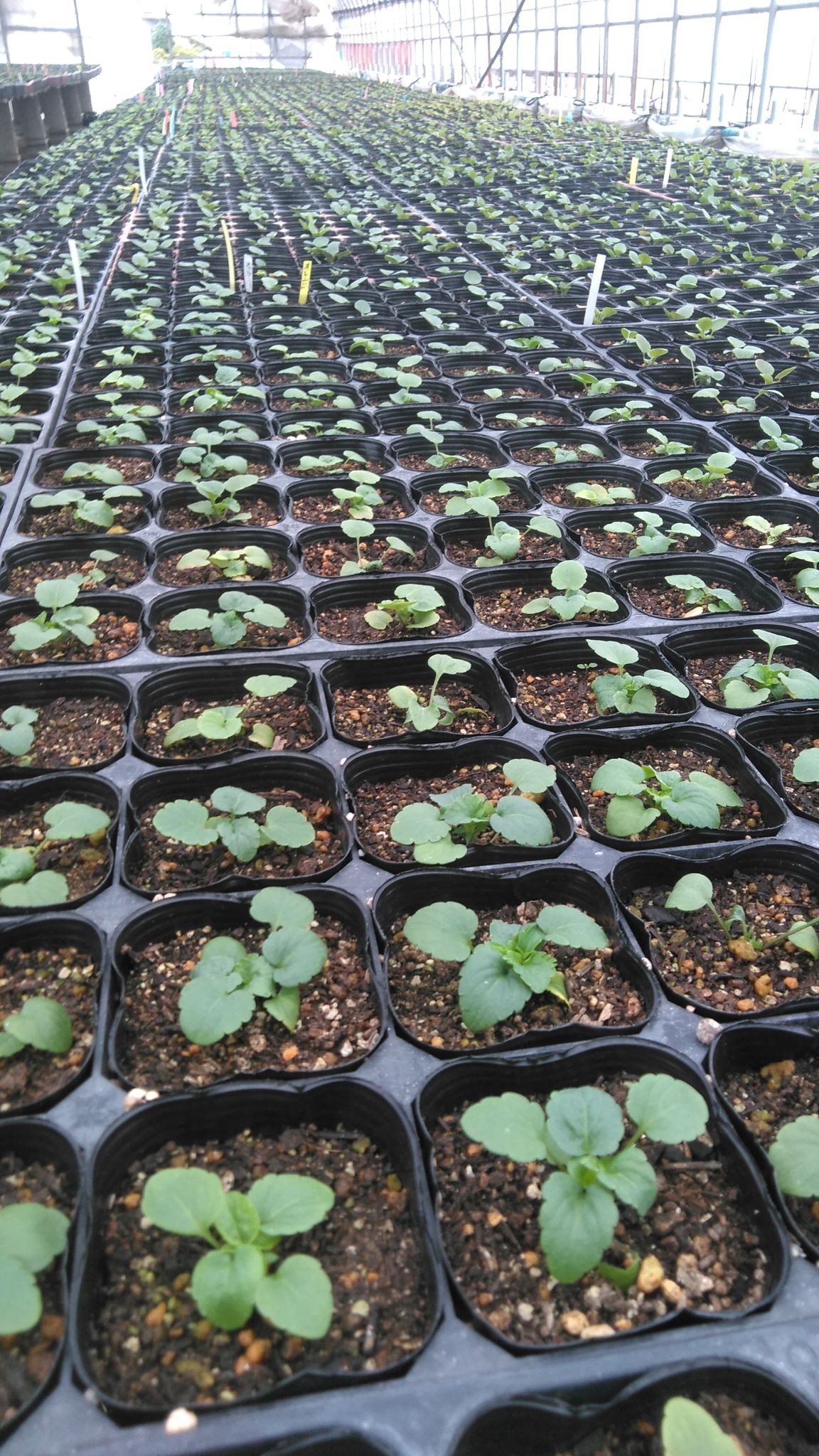 可愛いビオラ☆