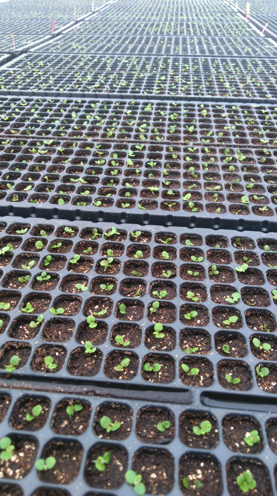 ビオラの次は・・・