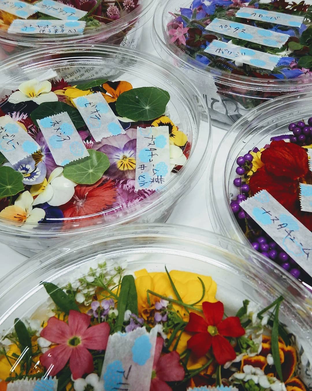 撮影用のエディブルフラワー🌸