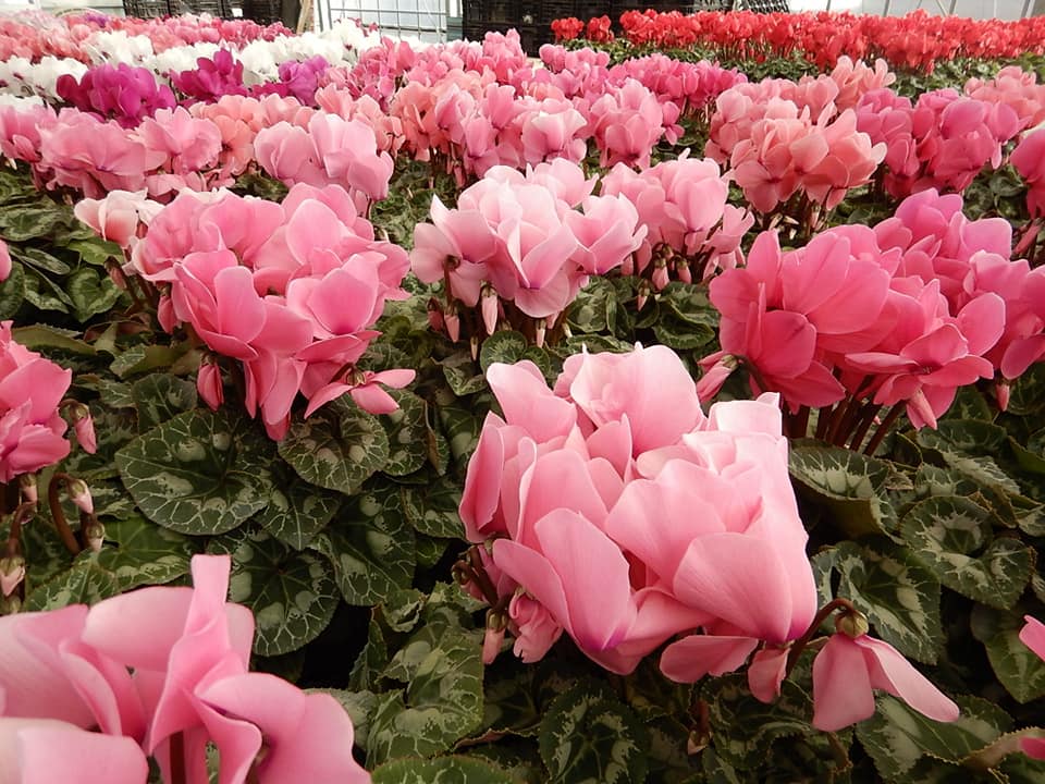 出荷最盛期突入です☆