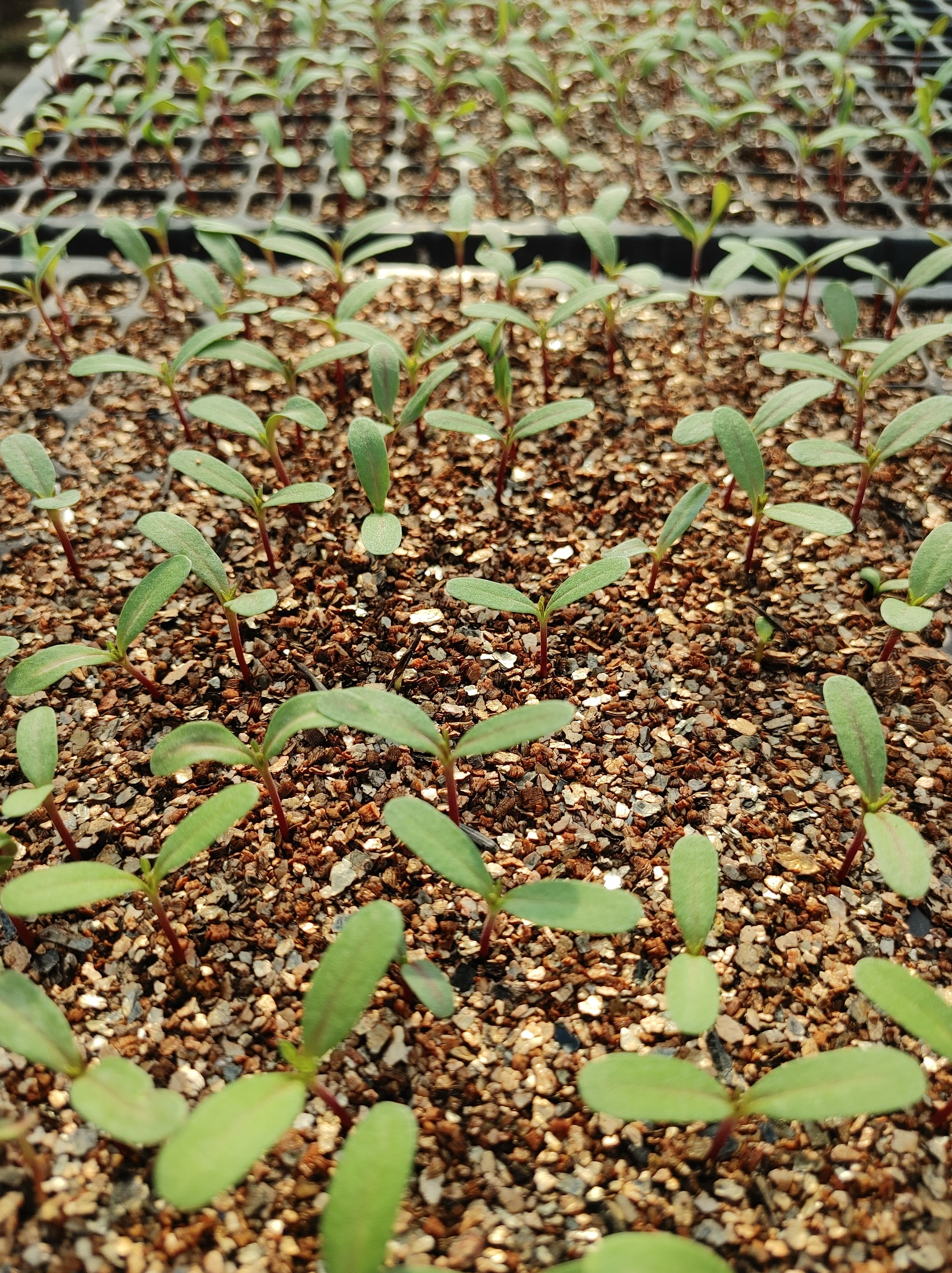 徐々に仕込み始まってます♡