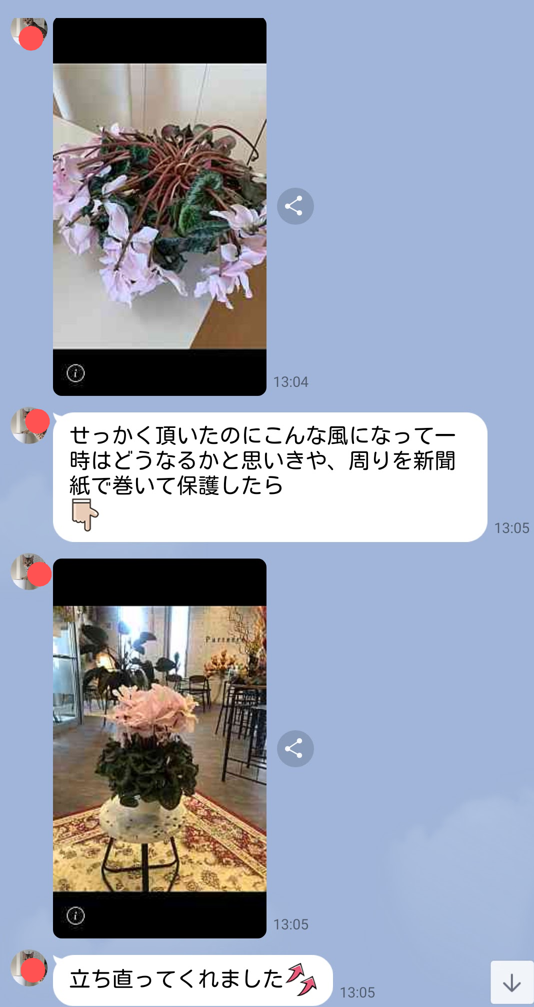 千華園シクラメンの底力☆