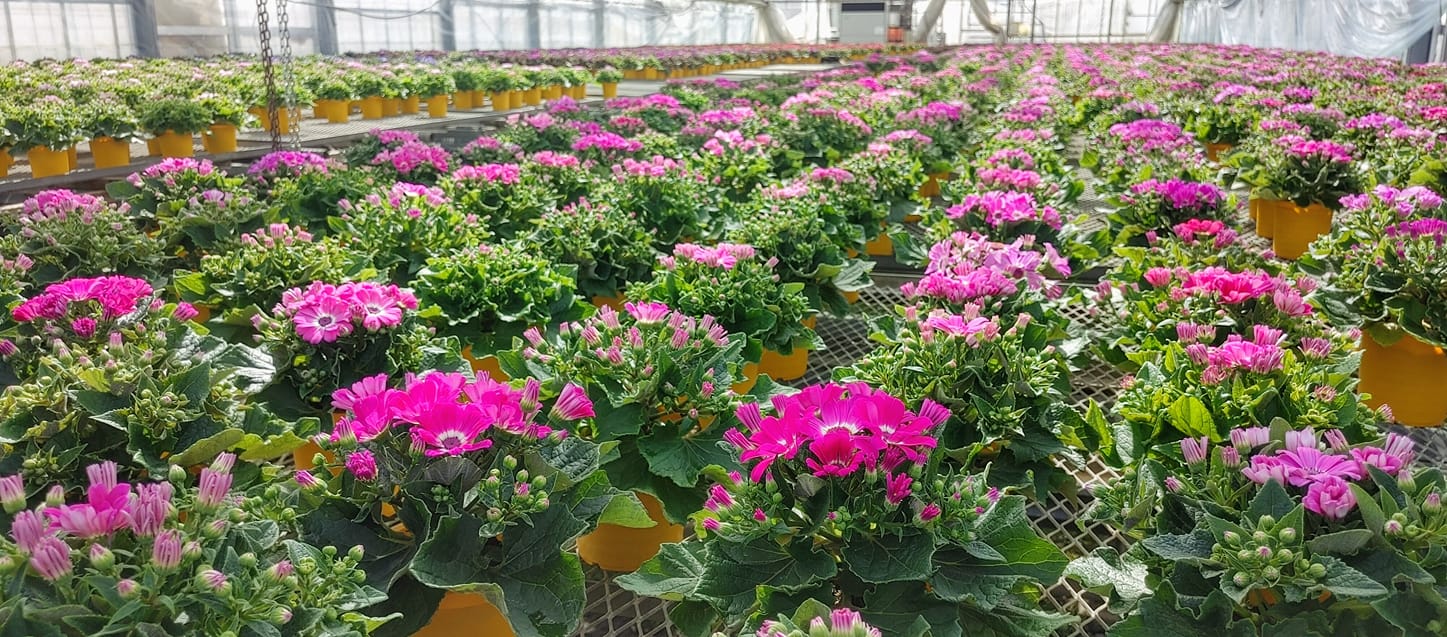 春の陽気のせいです♪