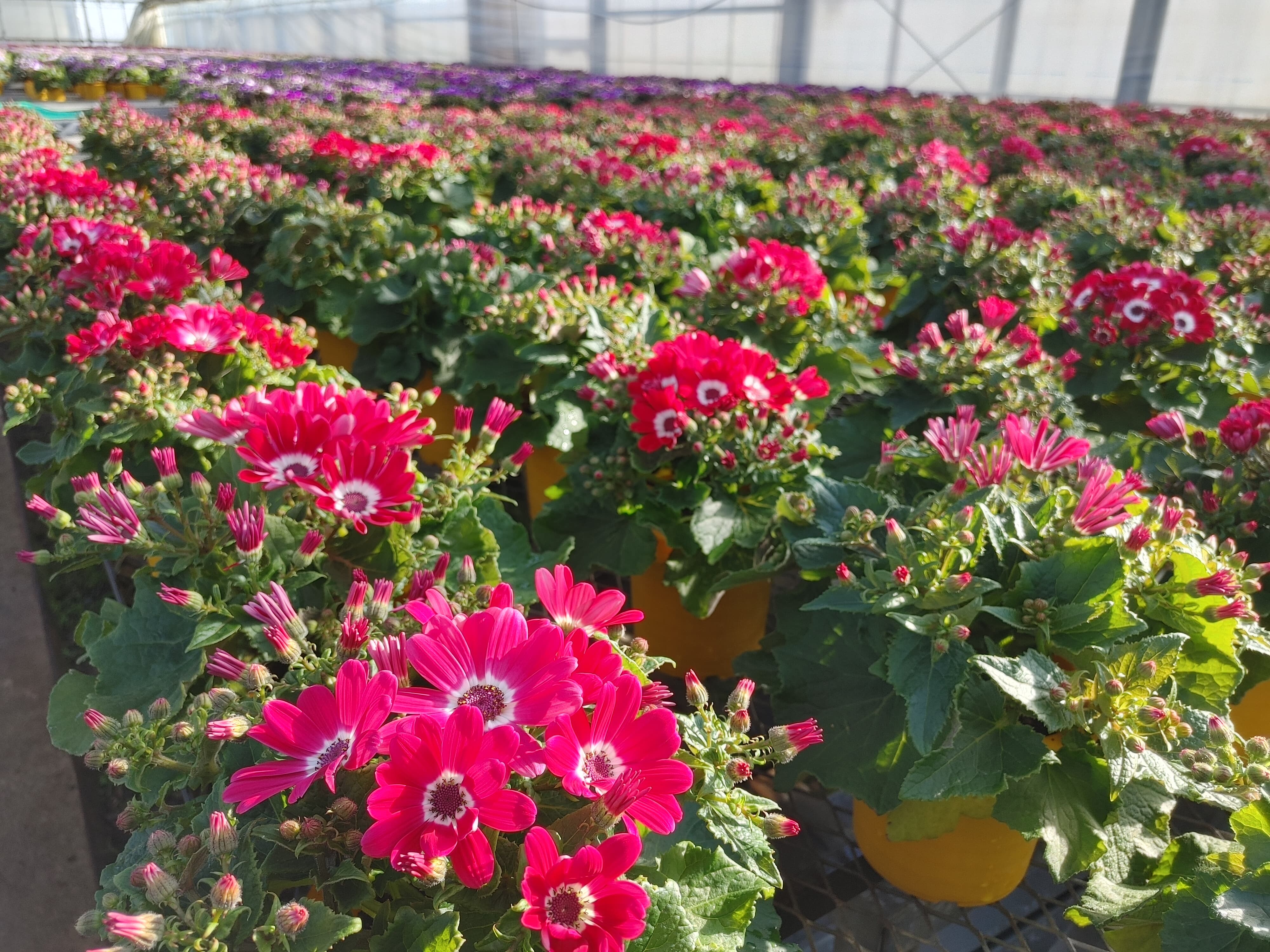 毎日サイネリア🌸