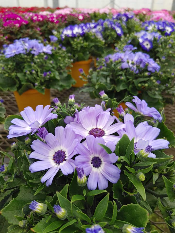 予約完売ありがとうございます☆