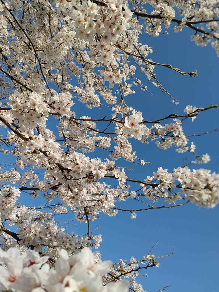 初ホタルイカ漁✨