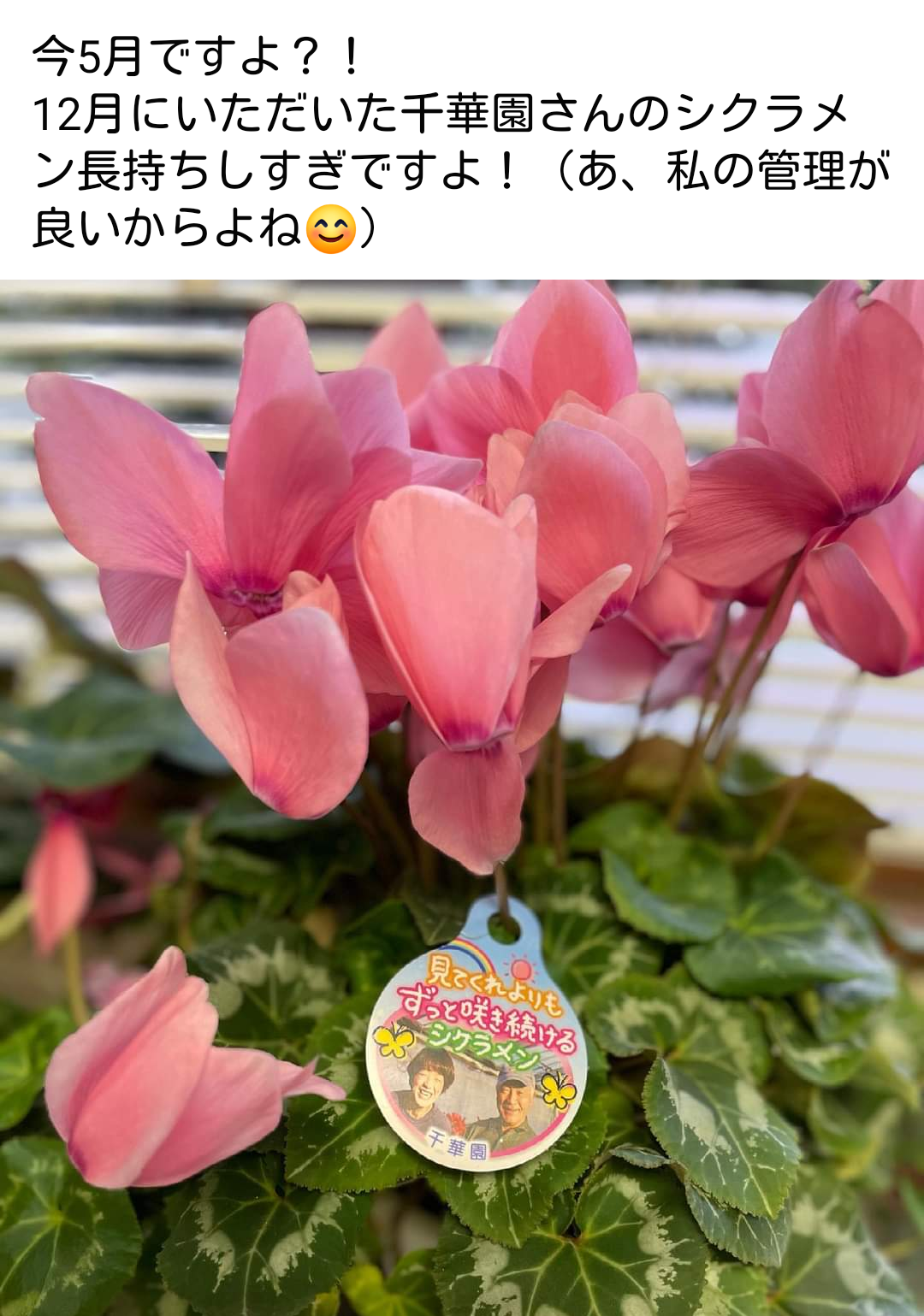 これぞ千華園のシクラメン🌸