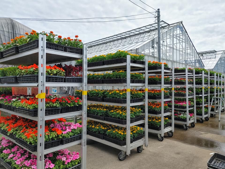 明日から花苗配布♫