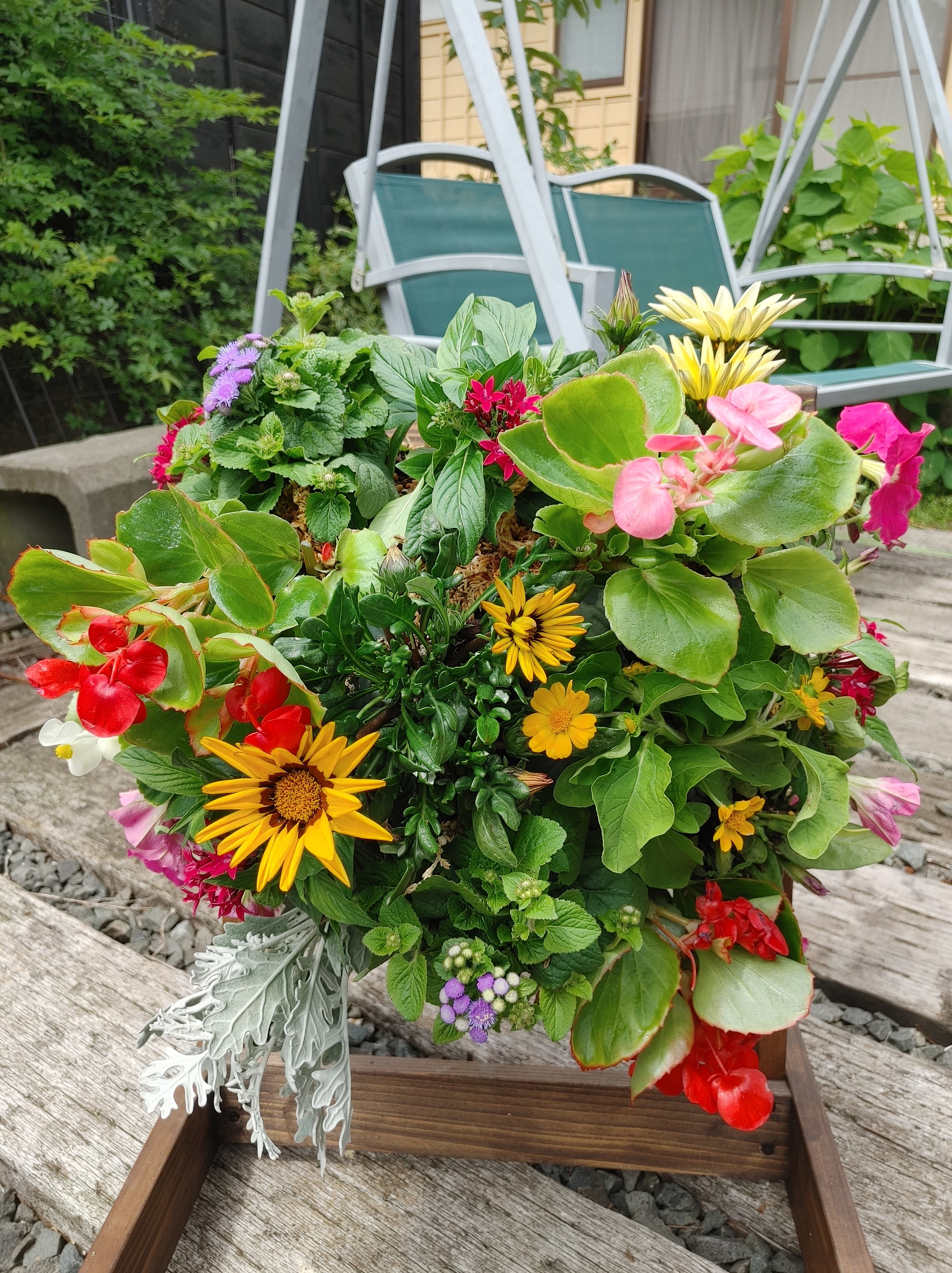 我が家の庭も華やかに☆