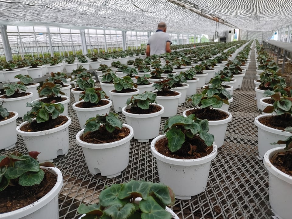 シクラメンの植え替えようやく開始！！