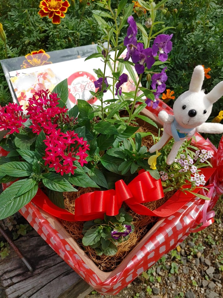 エディブルフラワーの寄せ植えも人気♪