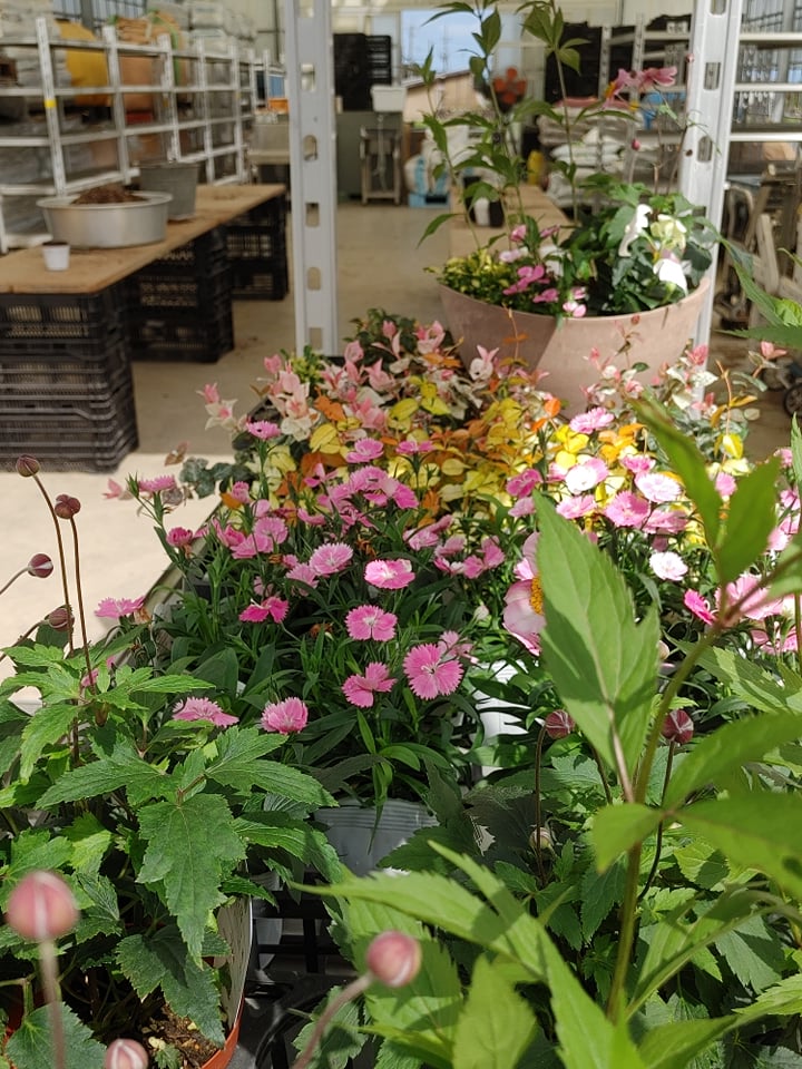 今月のJOY☆ガーデニング隊