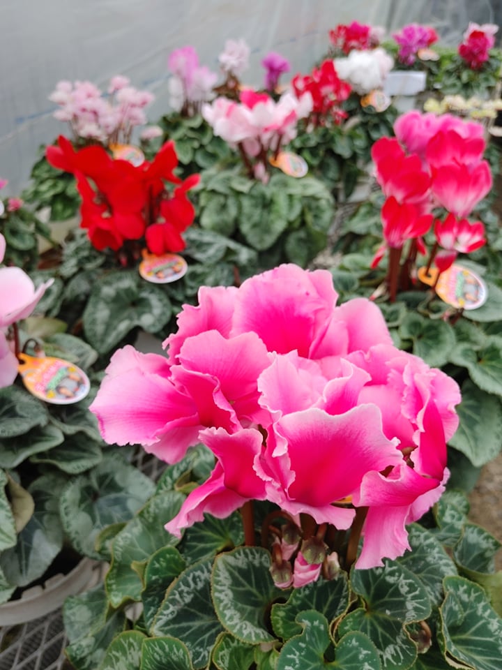 目利きチョイス☆