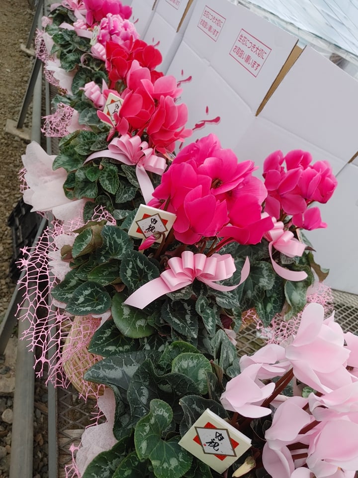 内祝いにピンクのシクラメン❀