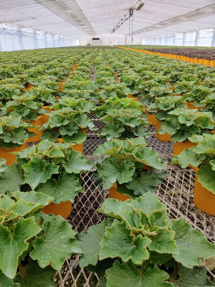 サイネリアの注文