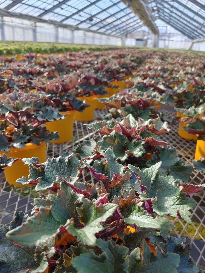 サイネリア順調♪