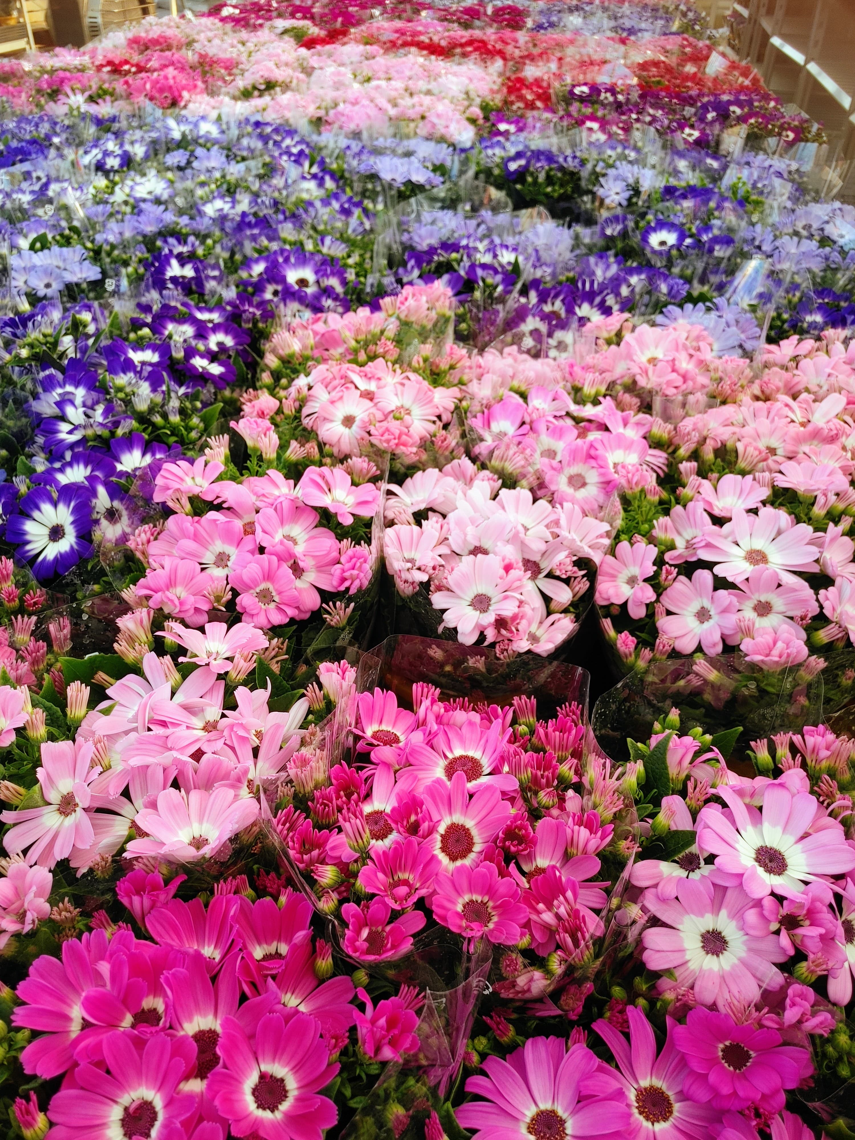 サイネリア出荷最盛期☆