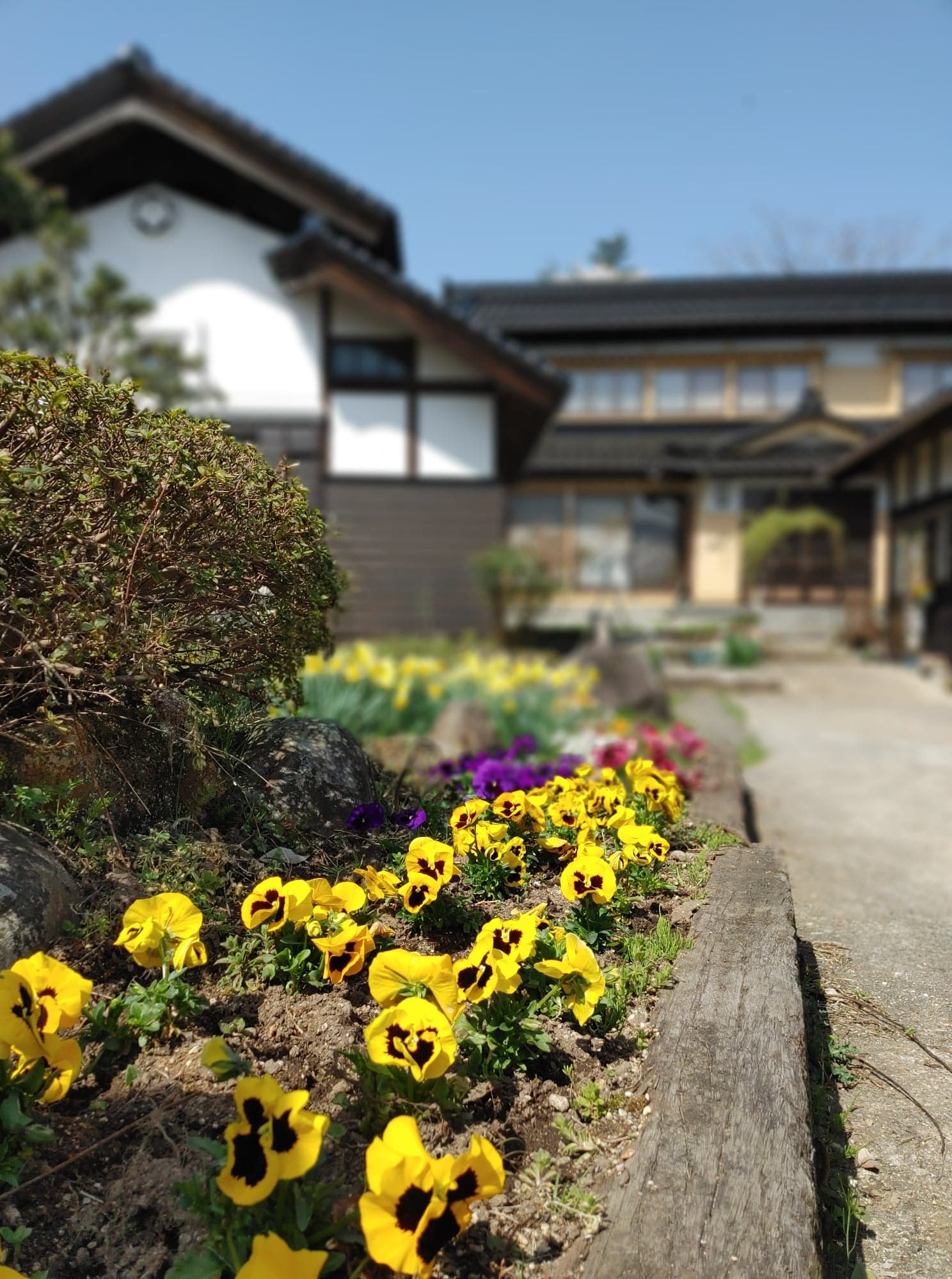 庭の花増える一方