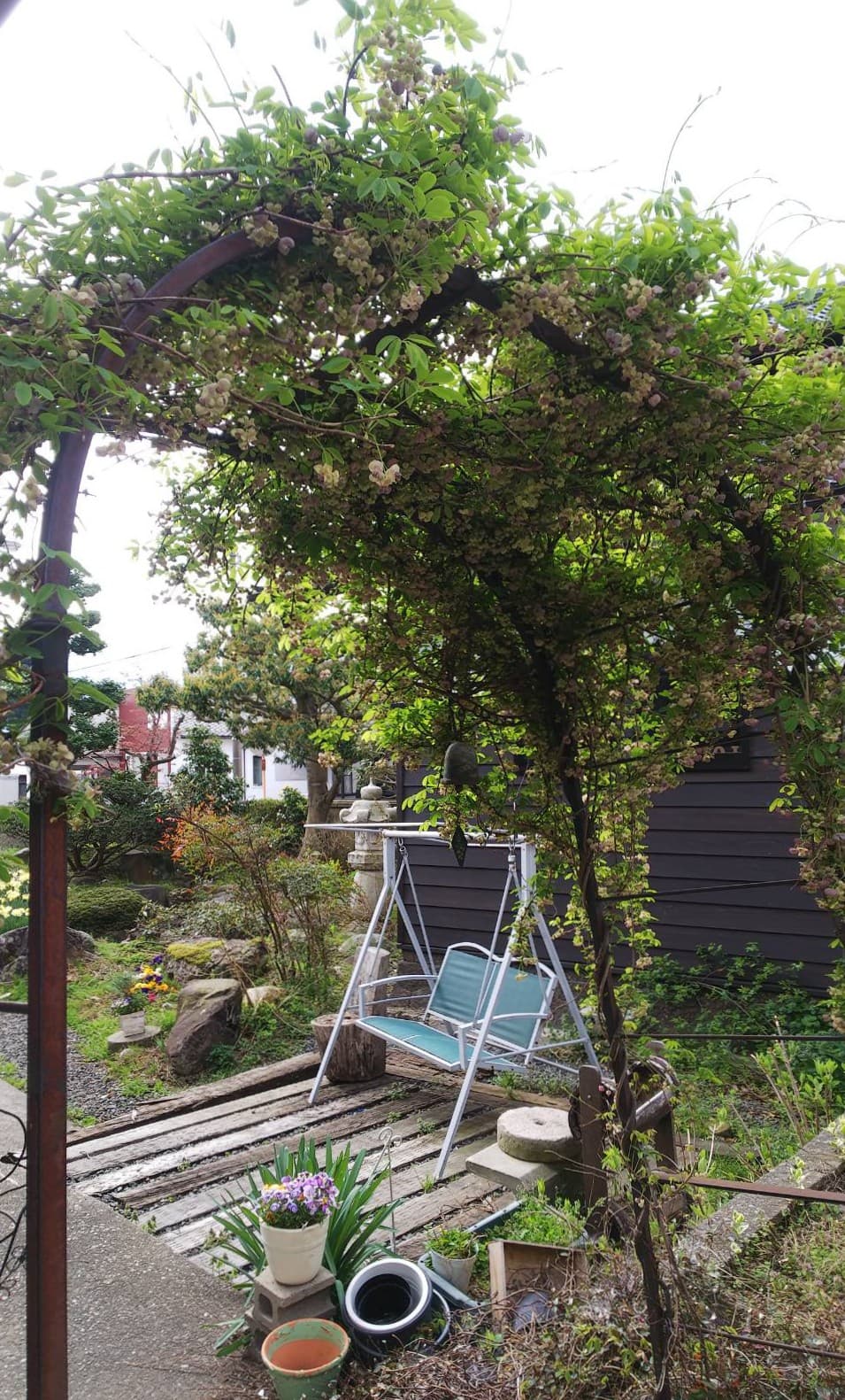 アケビのアーチ