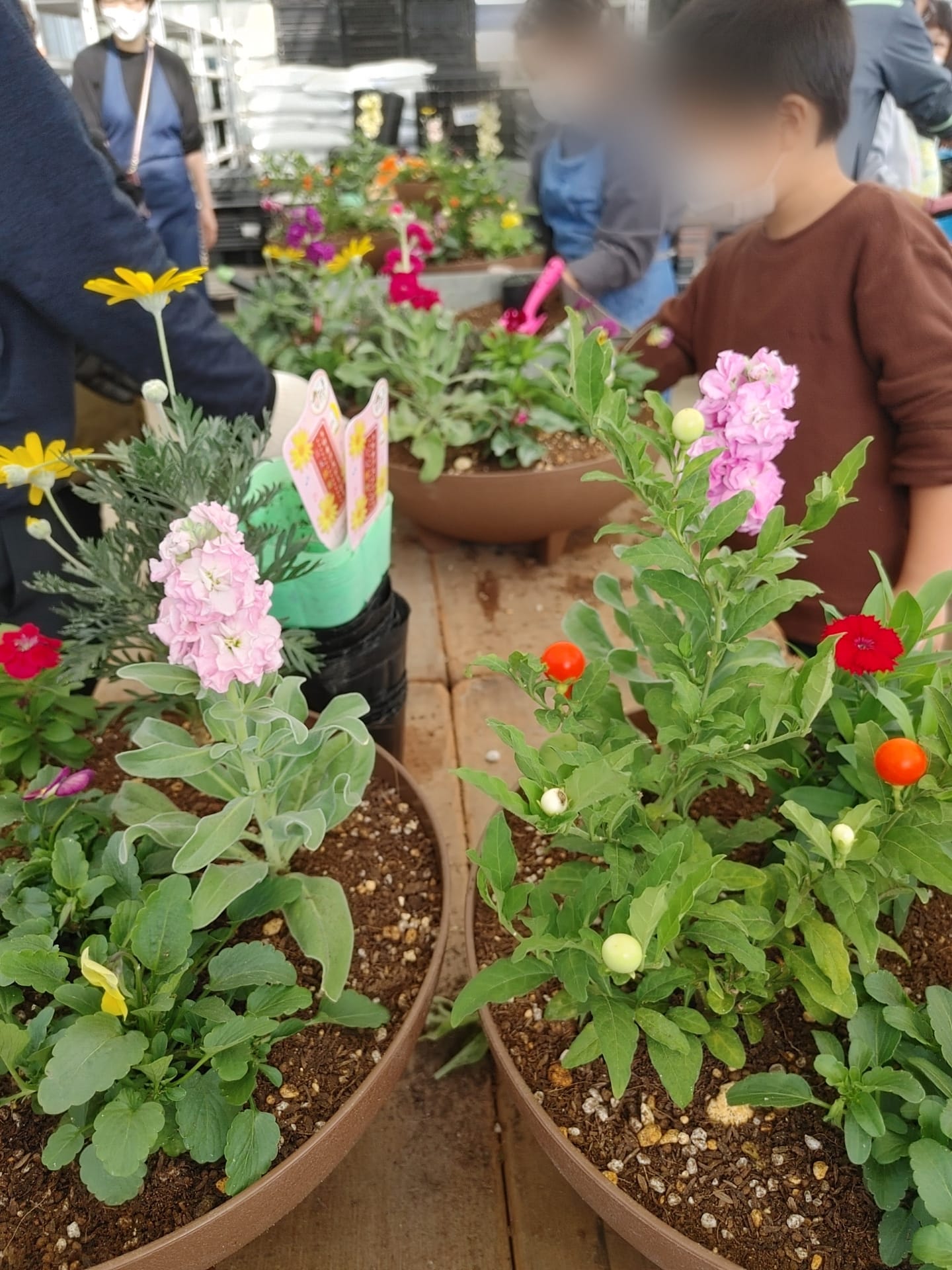 今日も寄せ植え教室