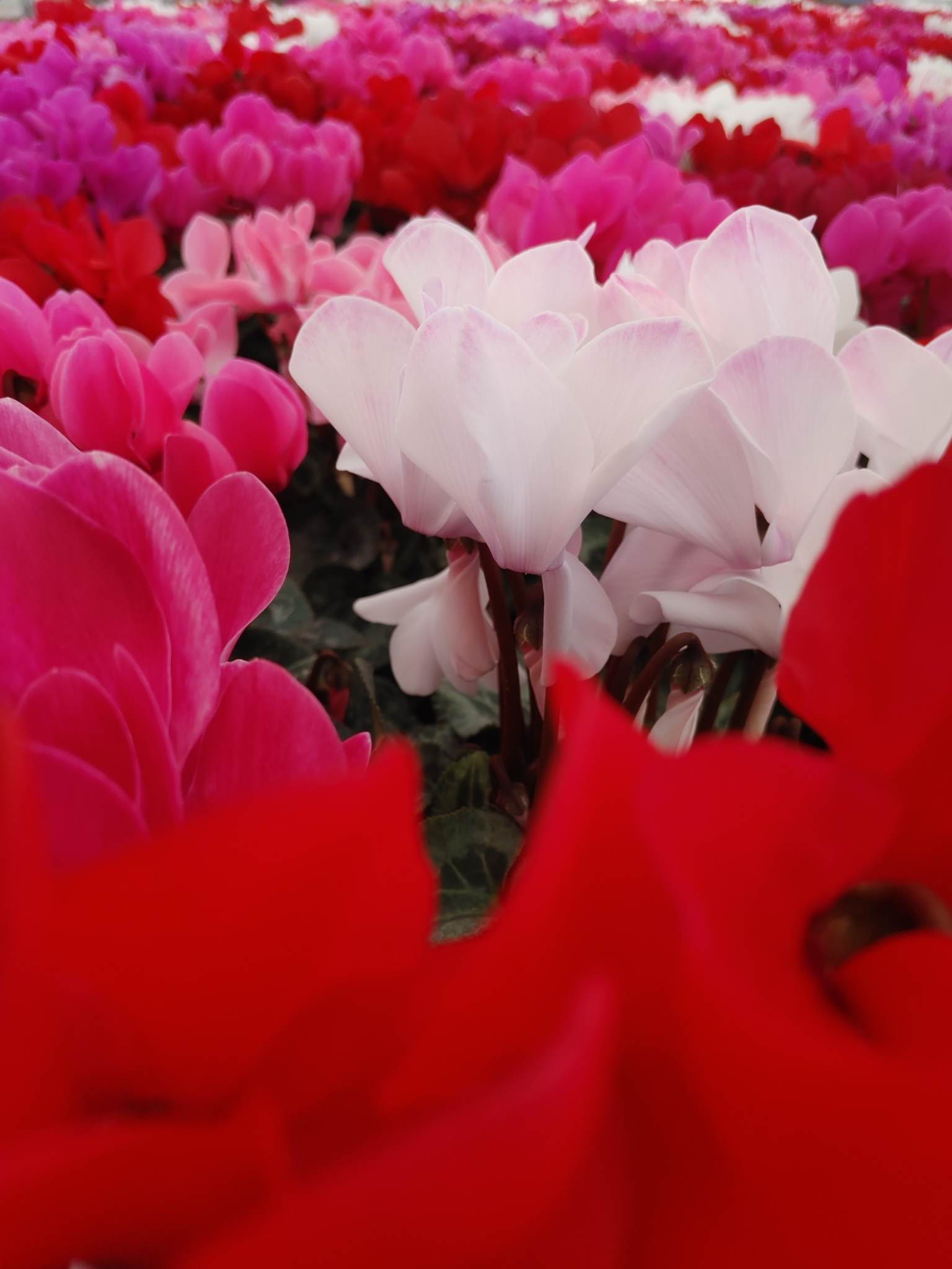 毎日感動,ﾟ.:｡+ﾟ