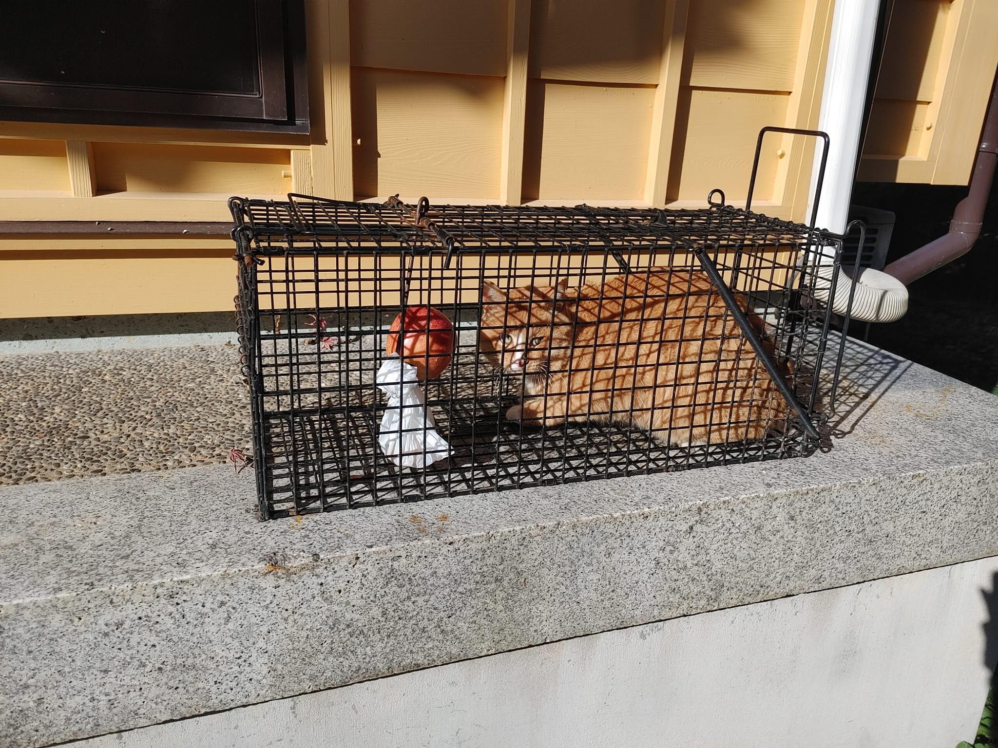 ハクビシン！？