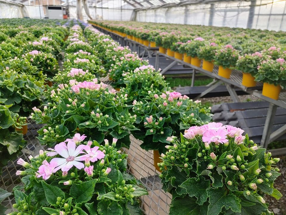 早く咲け咲け咲いてくれーーー