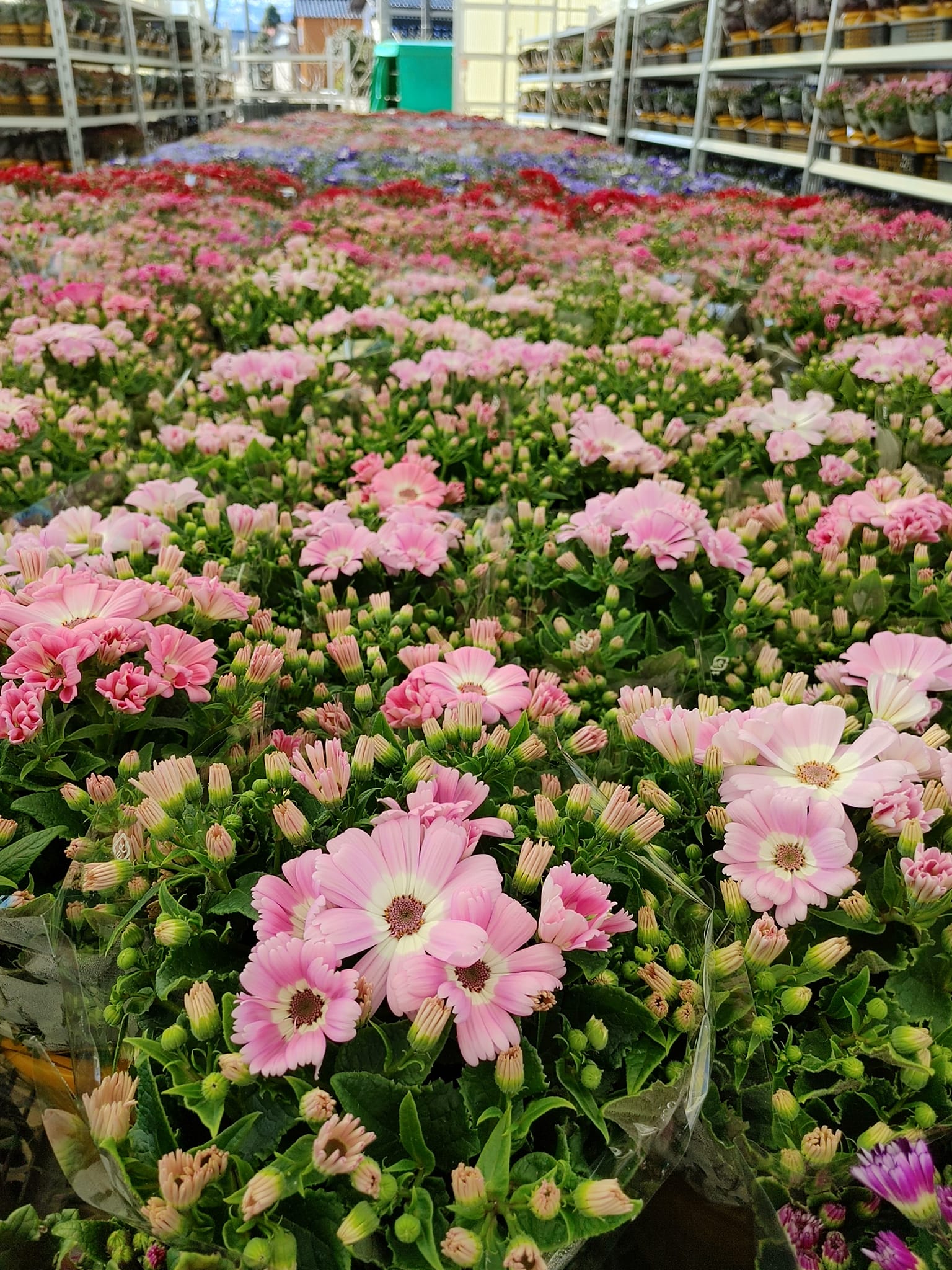 まさかの大判焼き！！！