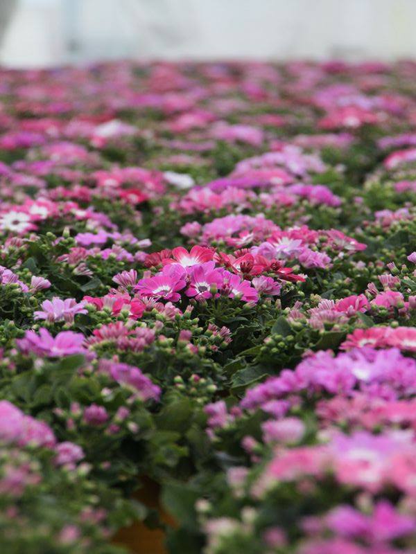 サイネリア予約完売！！