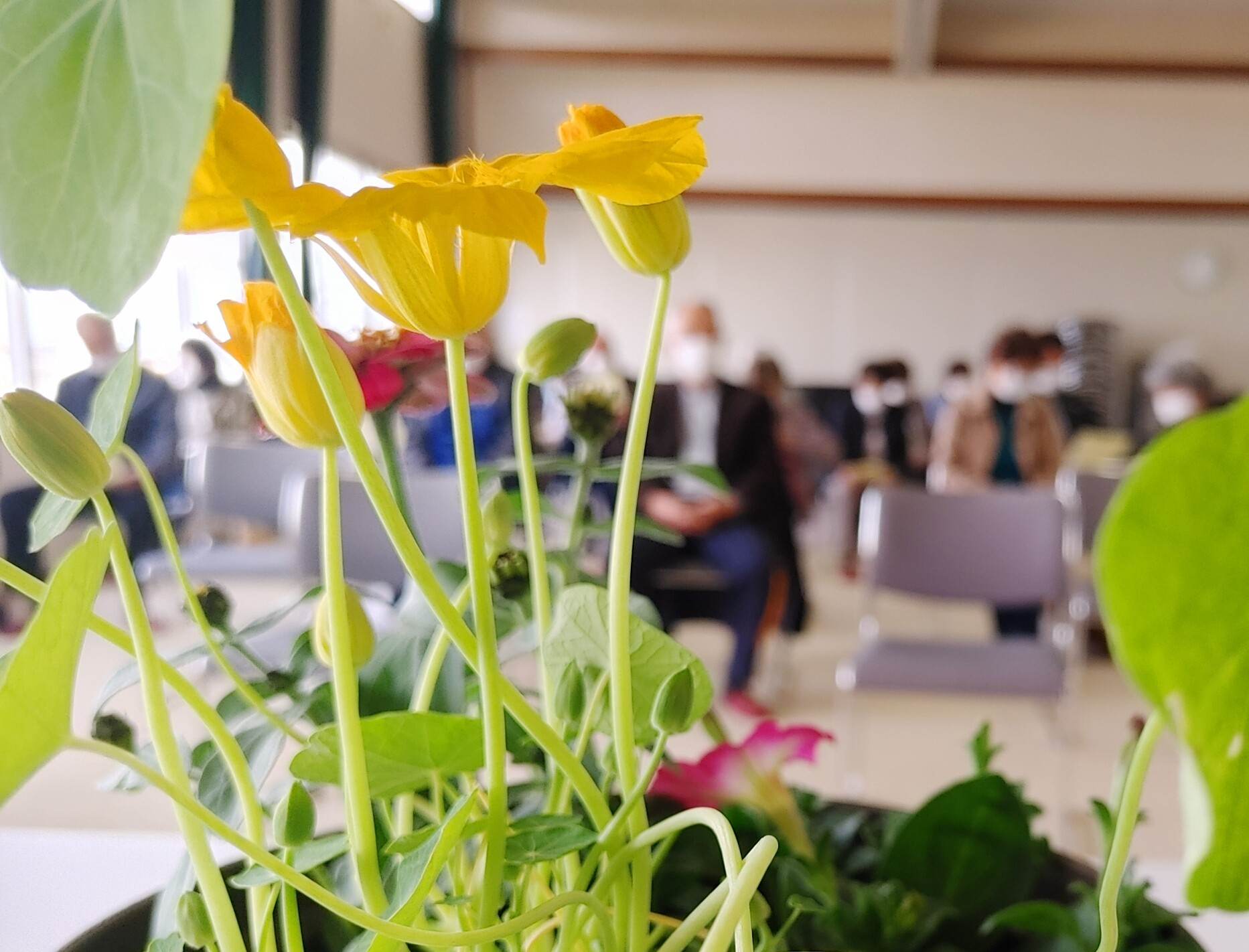 「大学生」に寄せ植え教室