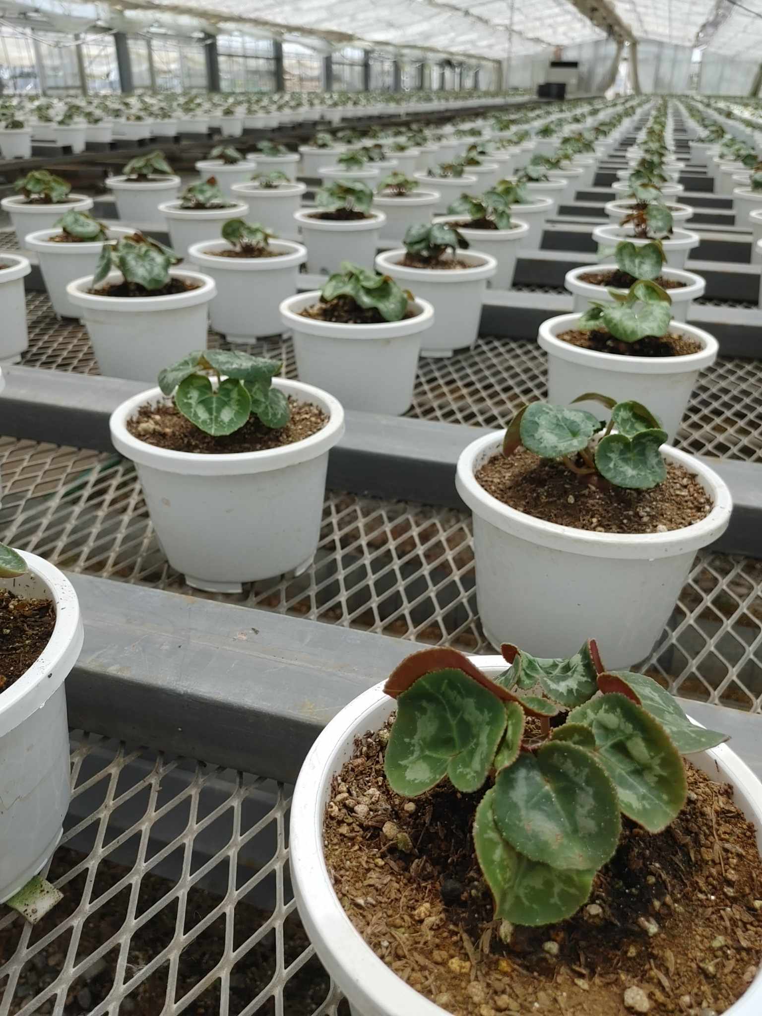 シクラメン鉢替え完了！！