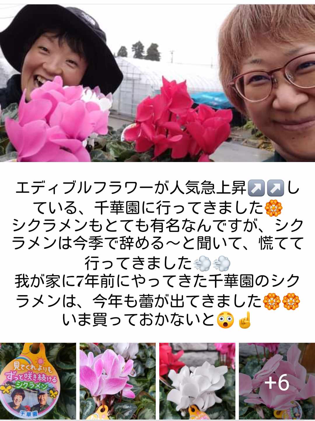 最後のシクラメン