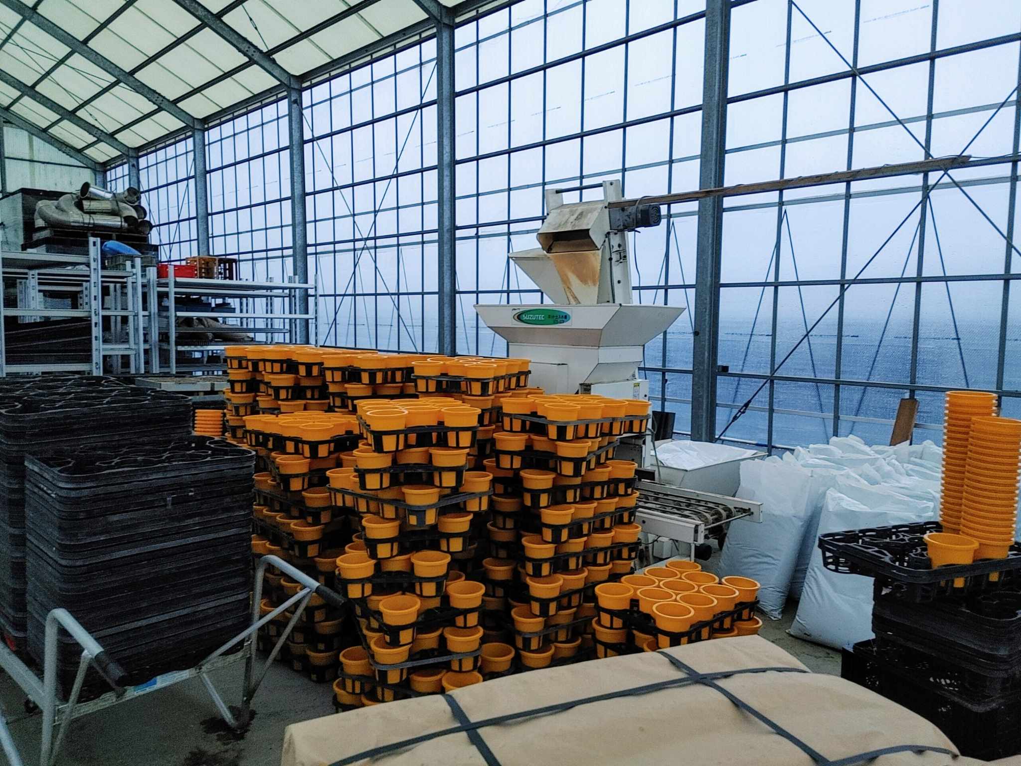 サイネリア植え込み開始！！