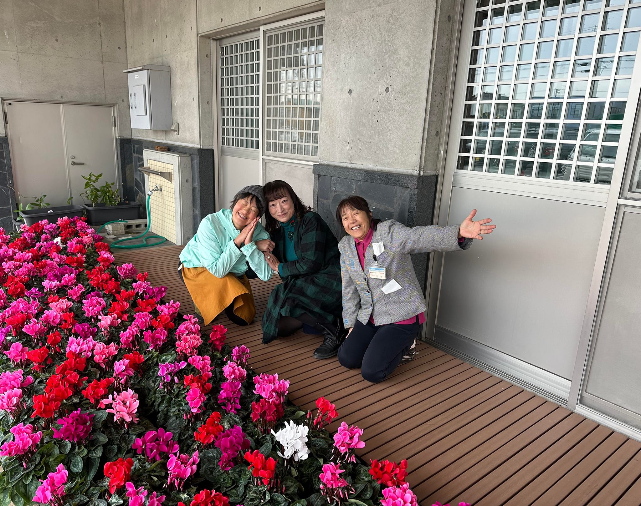 シクラメン栽培ファイナルイヤー🌸