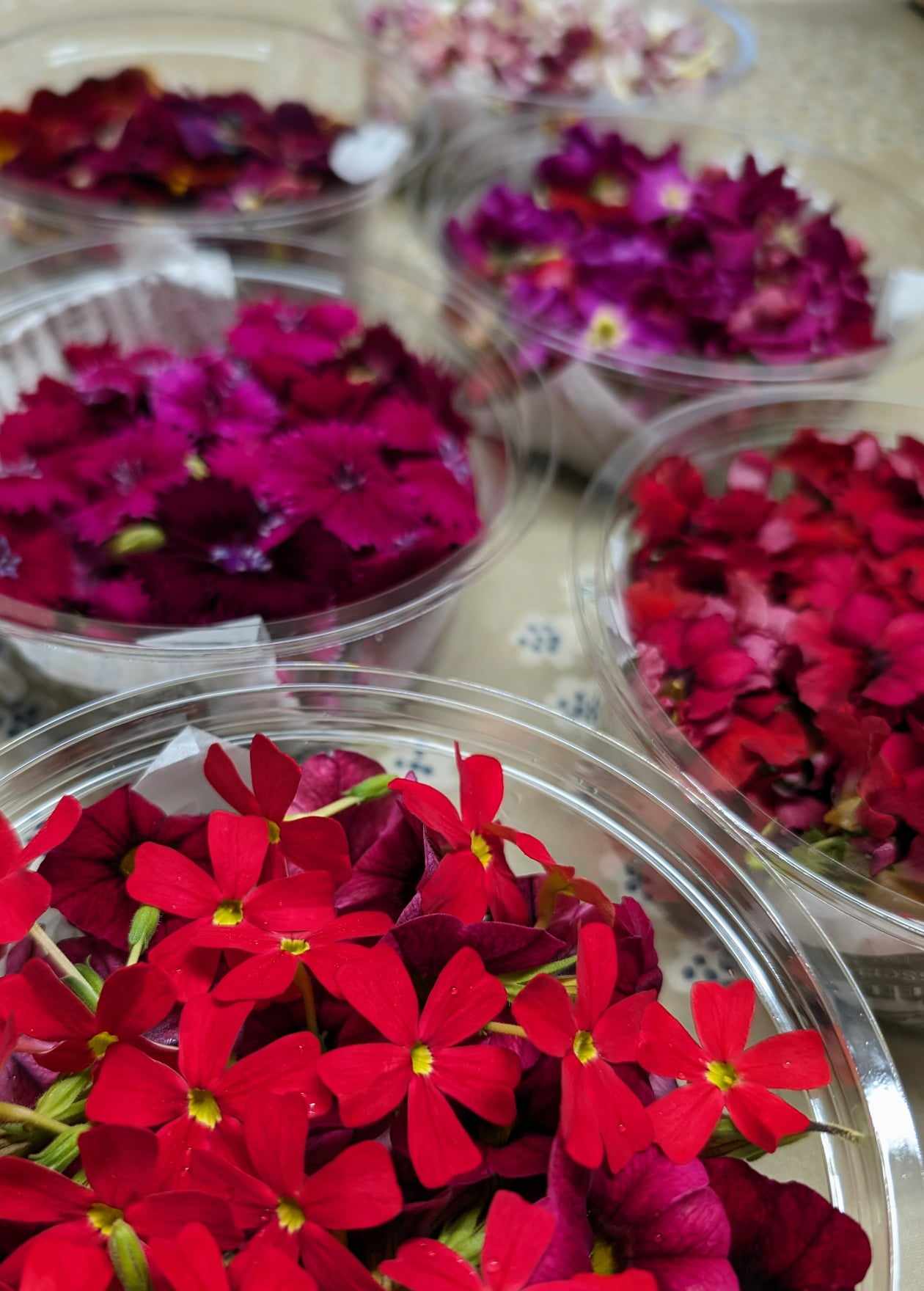 今週末はクリスマス🎄