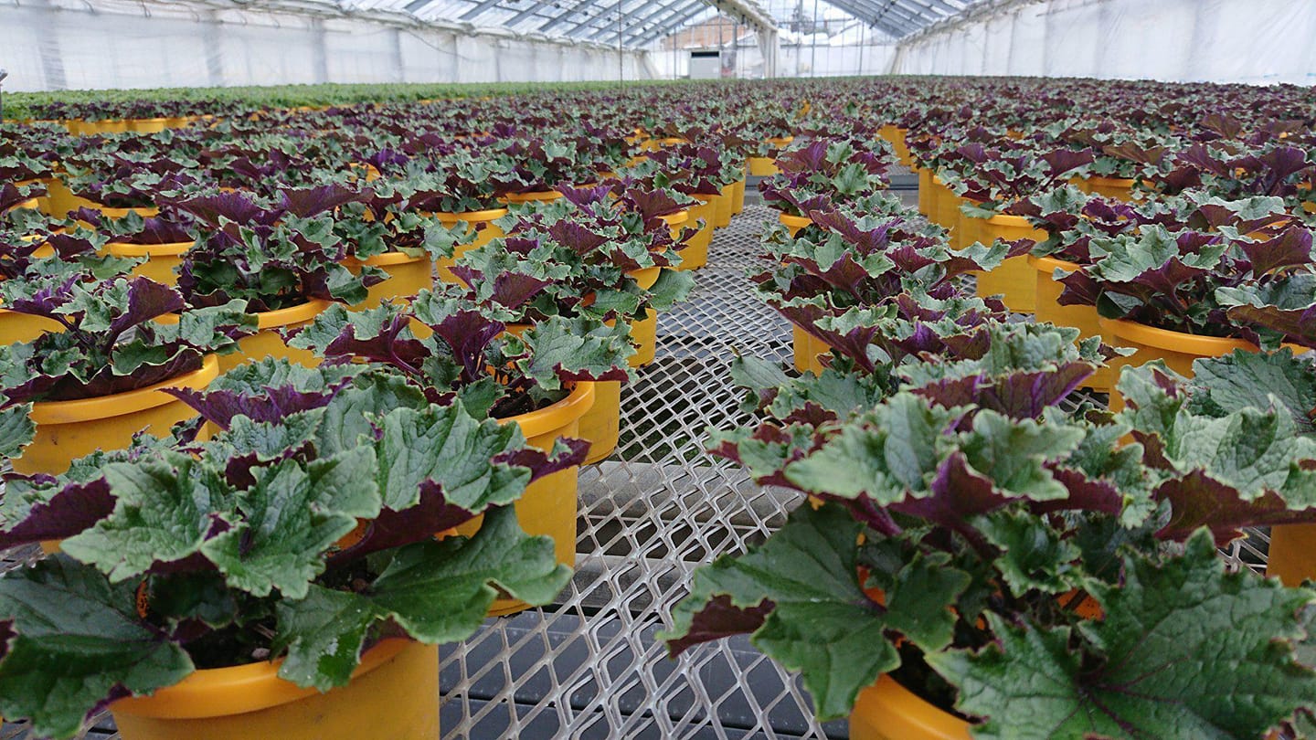 サイネリア植替えゴール間近！！